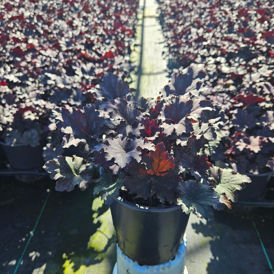 Heuchera Frosted Violet