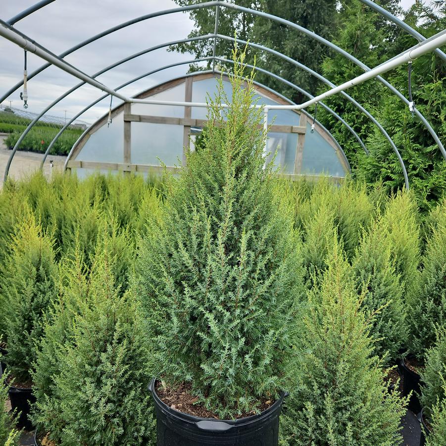 Juniperus communis Gold Cone