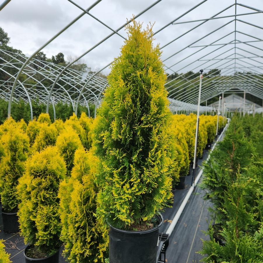 Thuja occidentalis Amber Gold