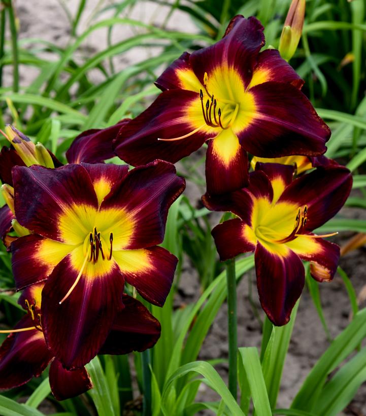 Hemerocallis RAINBOW RHYTHM® 'Persian Ruby'