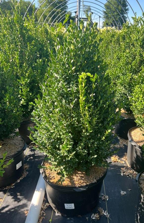 Buxus microphylla var. japonica Green Mountain