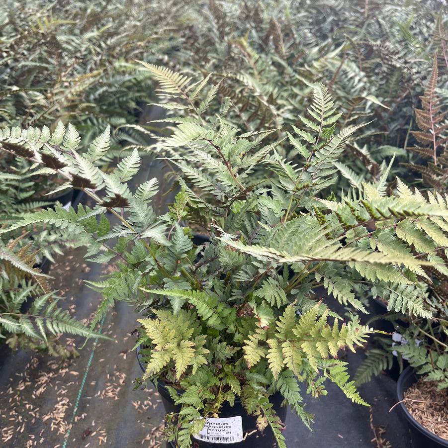 Athyrium nipponicum var. Pictum