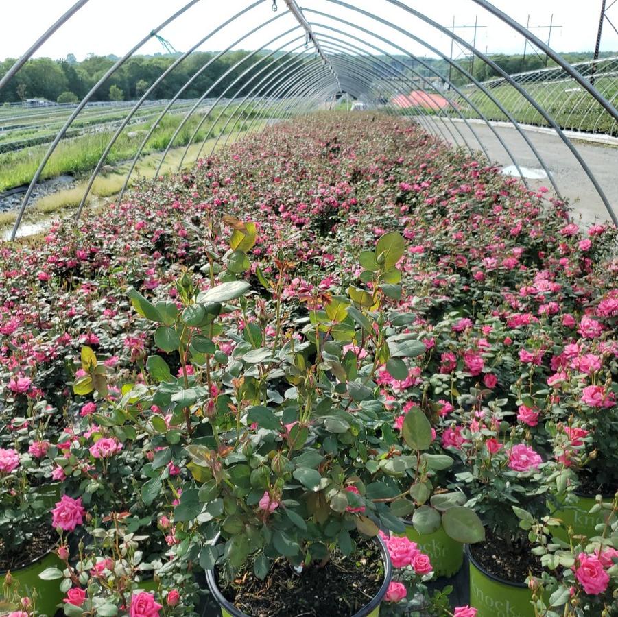 Rosa Double Pink Knock Out®