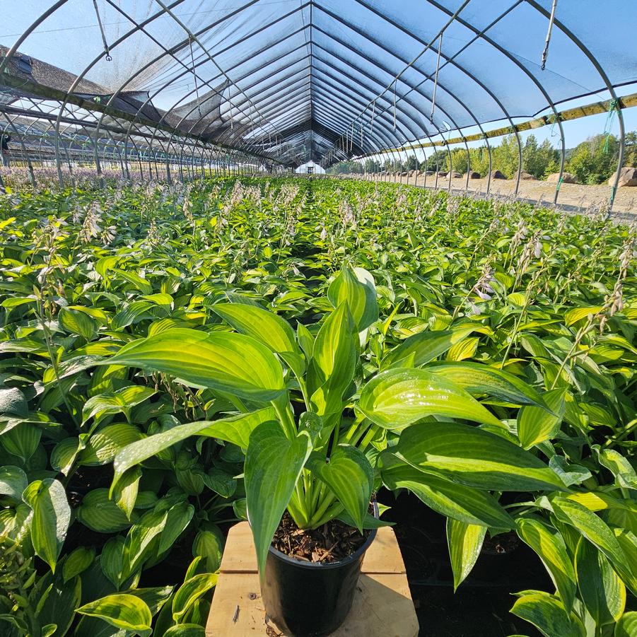 Hosta Pauls Glory