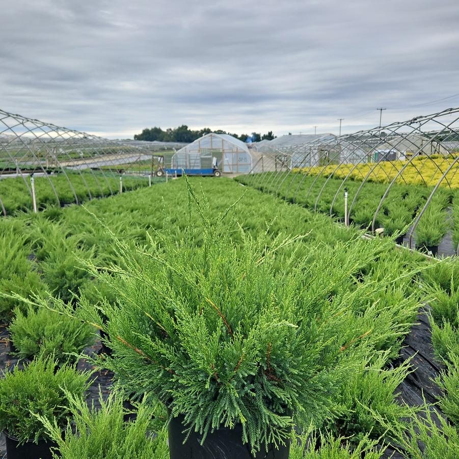 Juniperus chinensis Sea Green