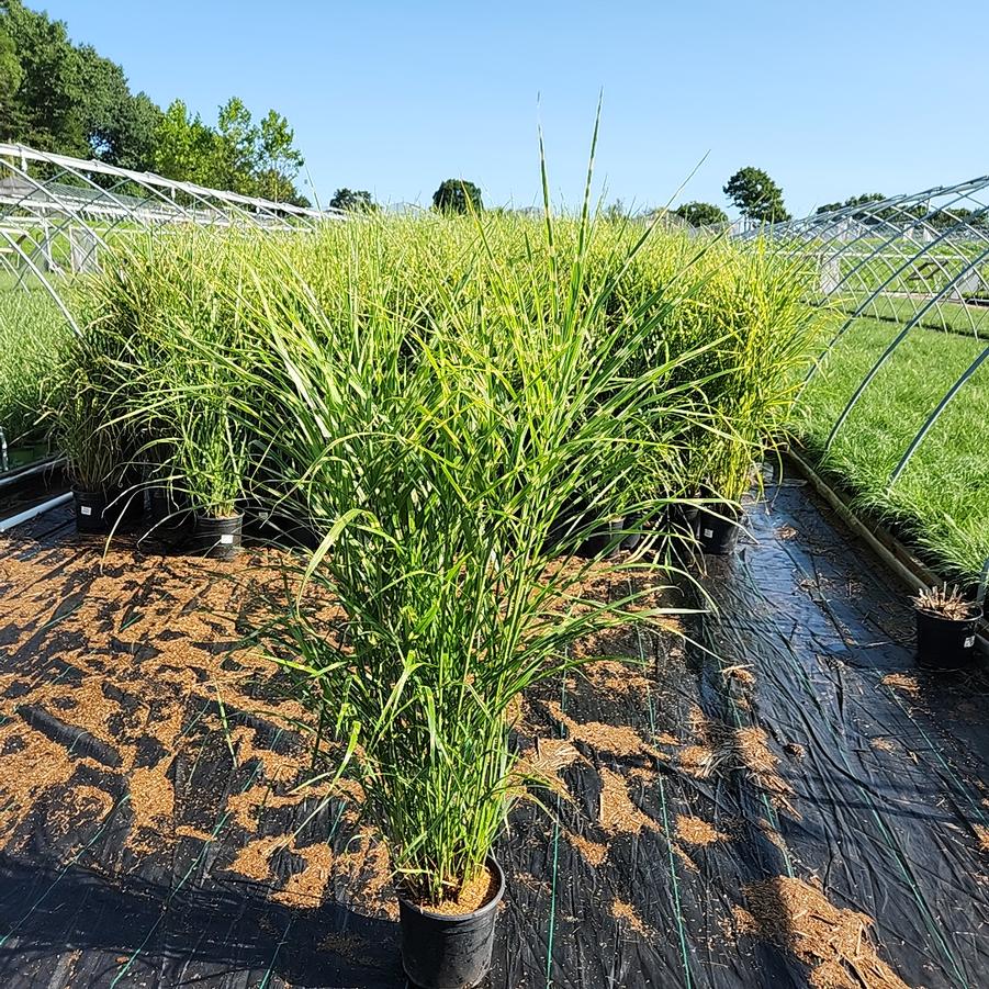 Miscanthus sinensis Strictus