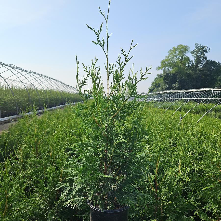 Thuja X 'Green Giant'