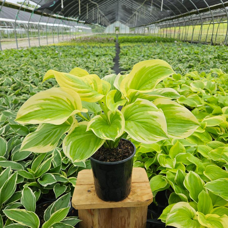 Hosta Fragrant Bouquet