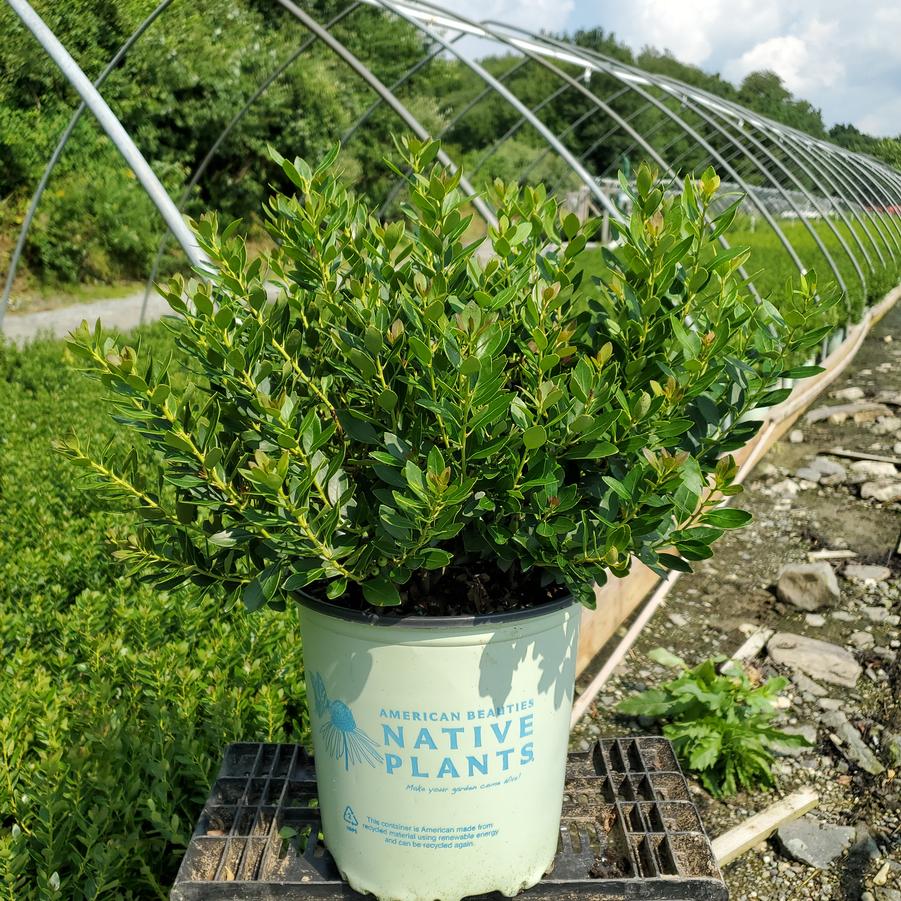 Ilex glabra Forever Emerald™