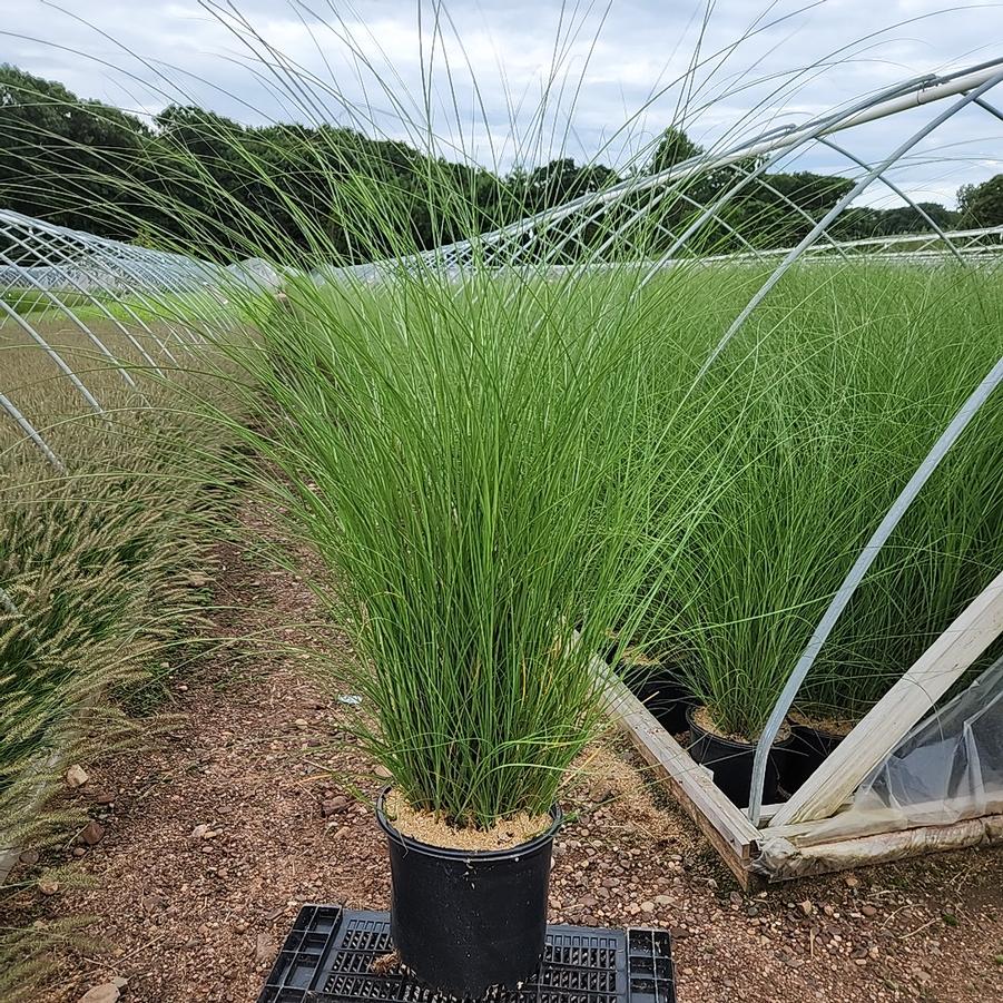 Miscanthus sinensis 'Gracillimus'