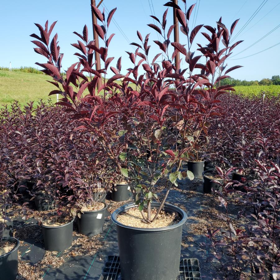 Prunus x cistena 