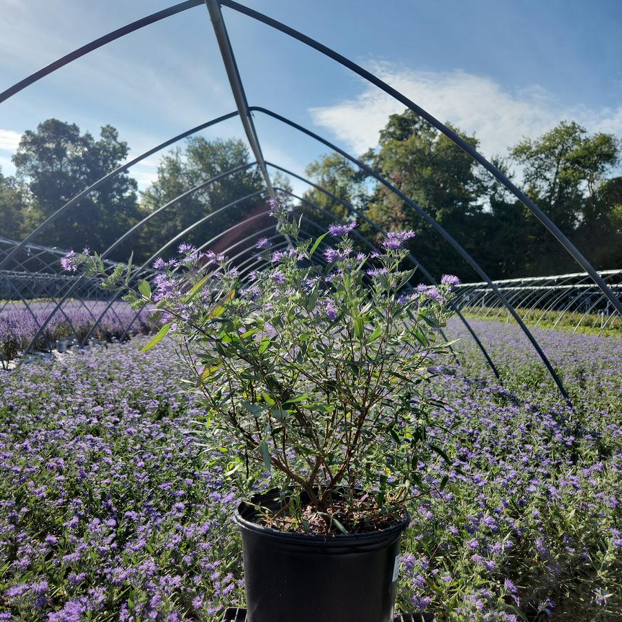 Caryopteris x cland. Dark Knight