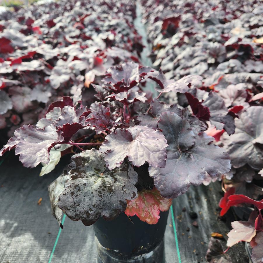 Heuchera Black Sea