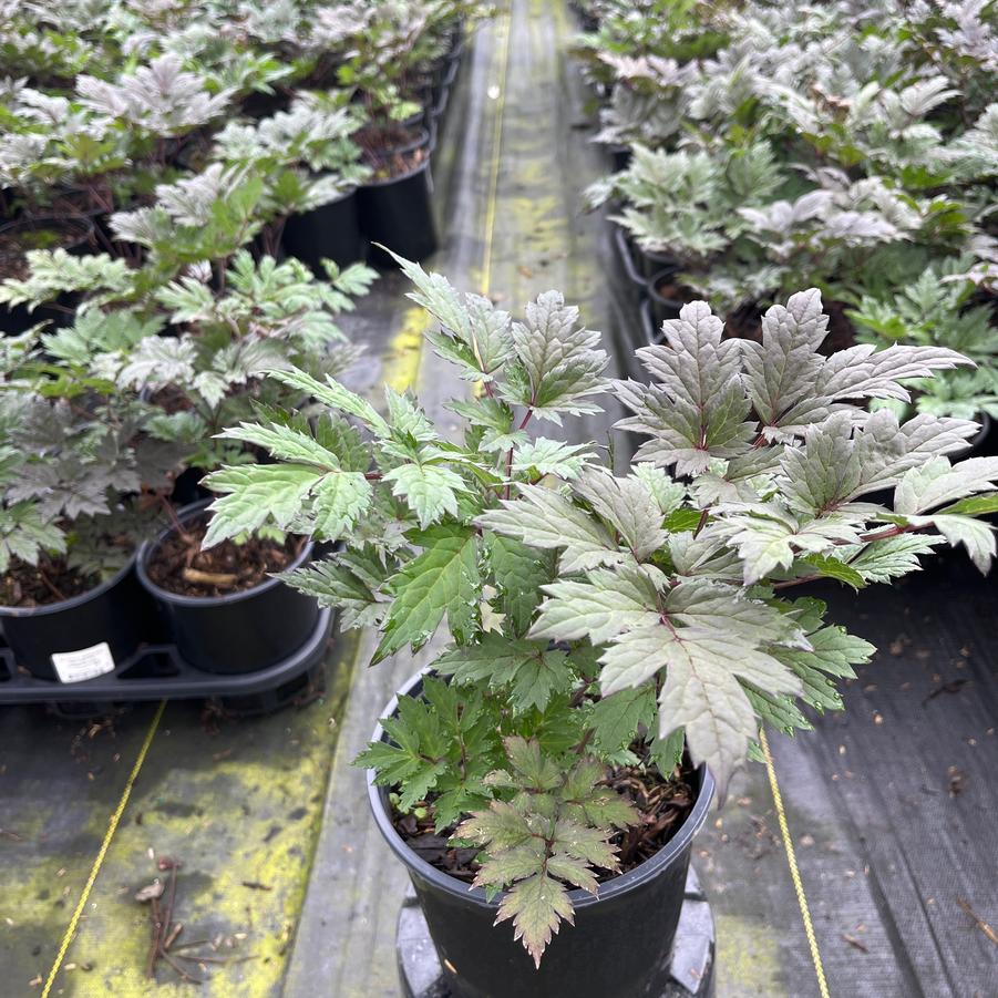 Actaea racemosa 'Brunette'