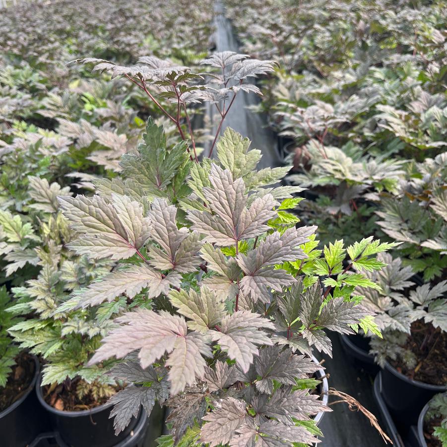 Actaea racemosa 'Brunette'