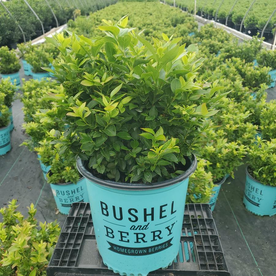 Vaccinium corymbosum hybrid Bushel and Berry® Jelly Bean®