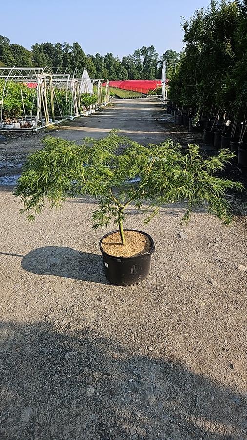 Acer palmatum dissectum 'Waterfall'