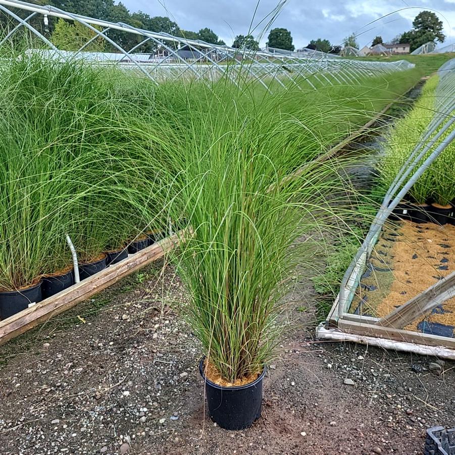 Miscanthus sinensis 'Gracillimus'