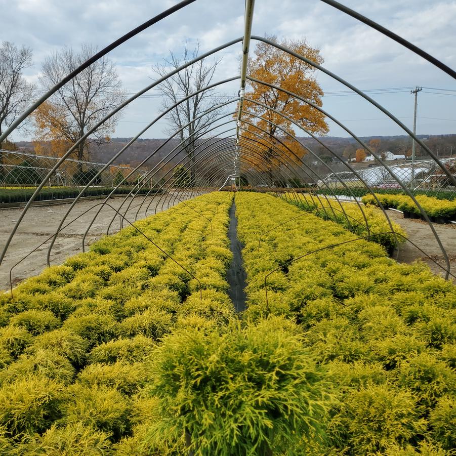 Chamaecyparis pisifera 'Filifera Aurea'