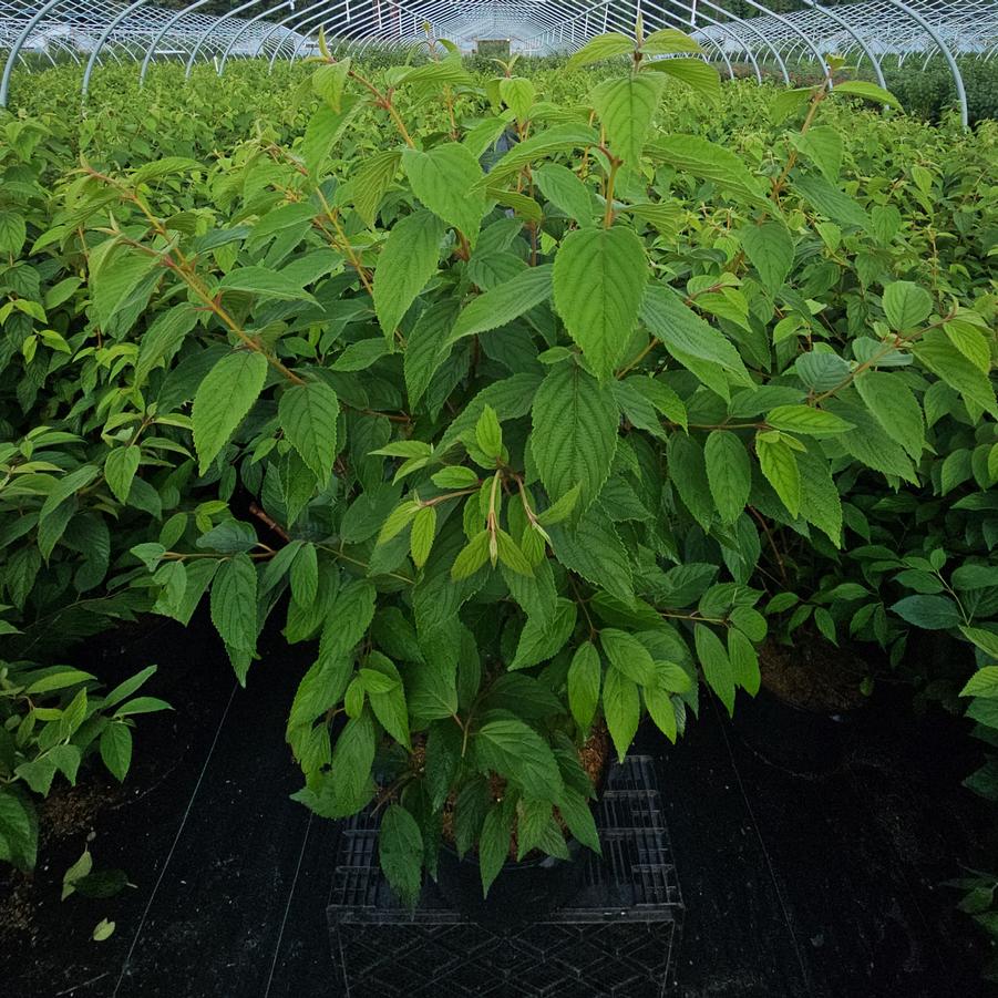 Viburnum p. t. Mariesii