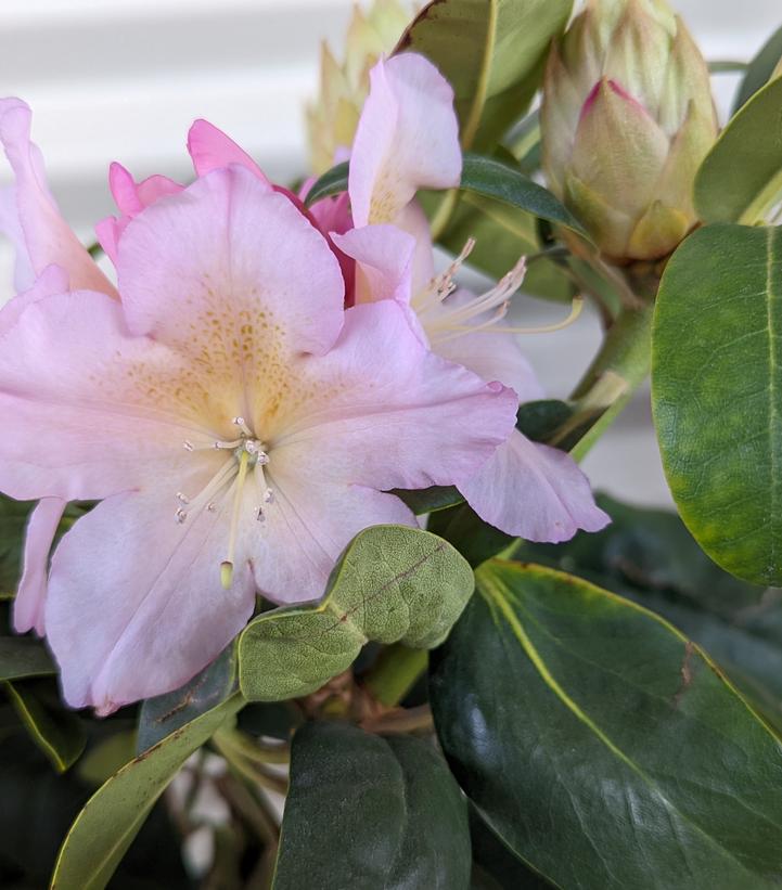 Rhododendron Holden's™ Peach