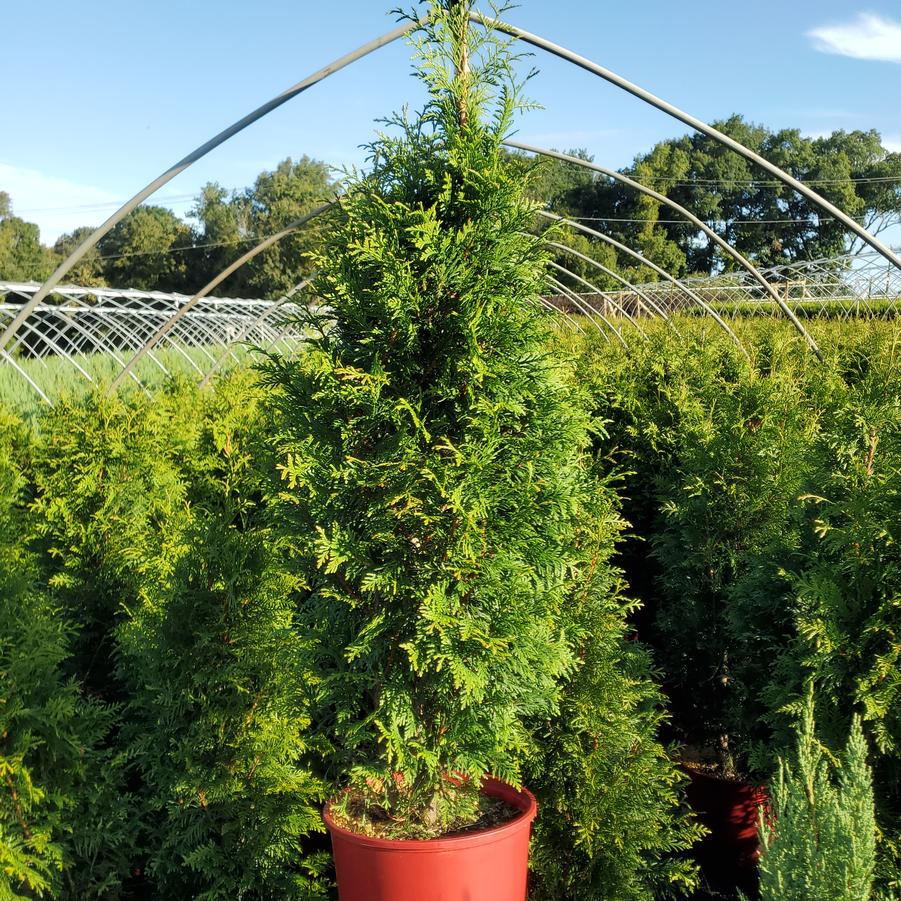 Thuja x plicata 'Junior Giant'