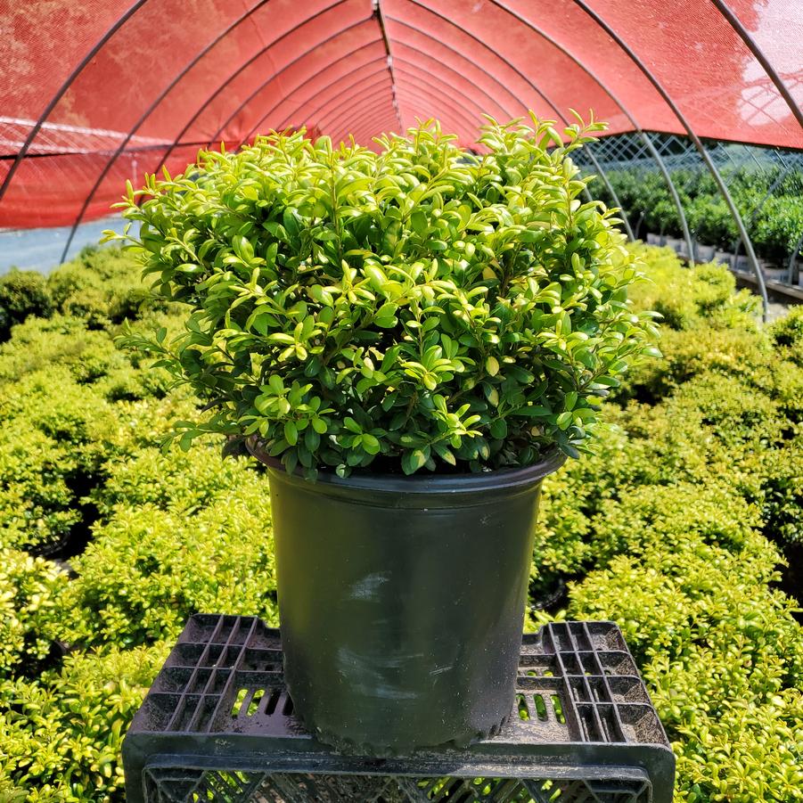 Ilex crenata Drops of Gold