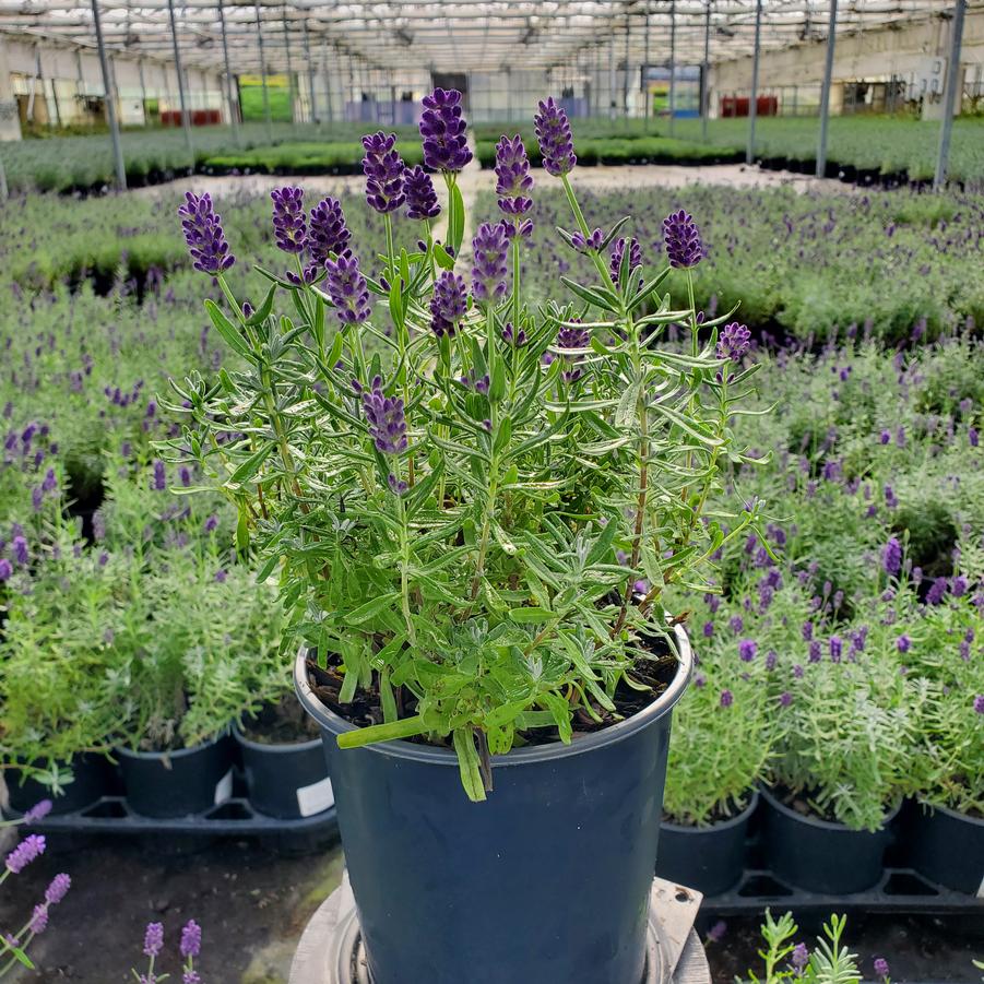 Lavandula ang. Big Time Blue