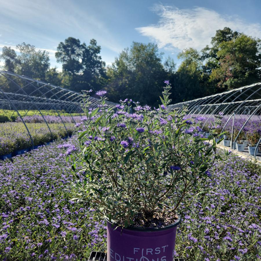 Caryopteris x cland. Sapphire Surf™