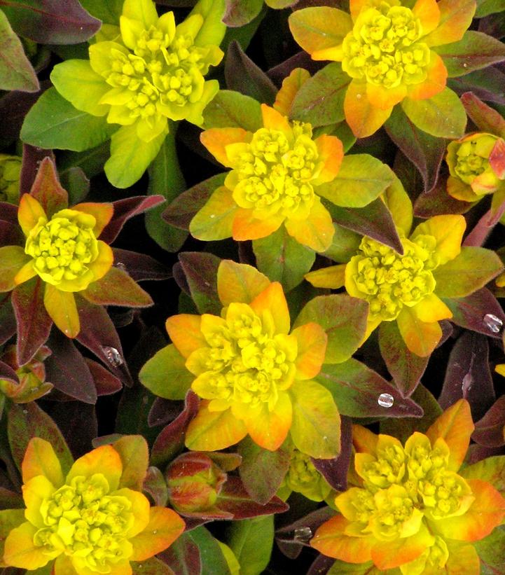 Euphorbia polychroma 'Bonfire'