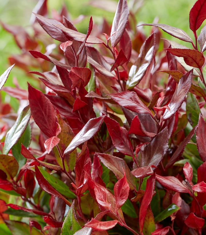 Leucothoe fontanesiana 'Little Flames'