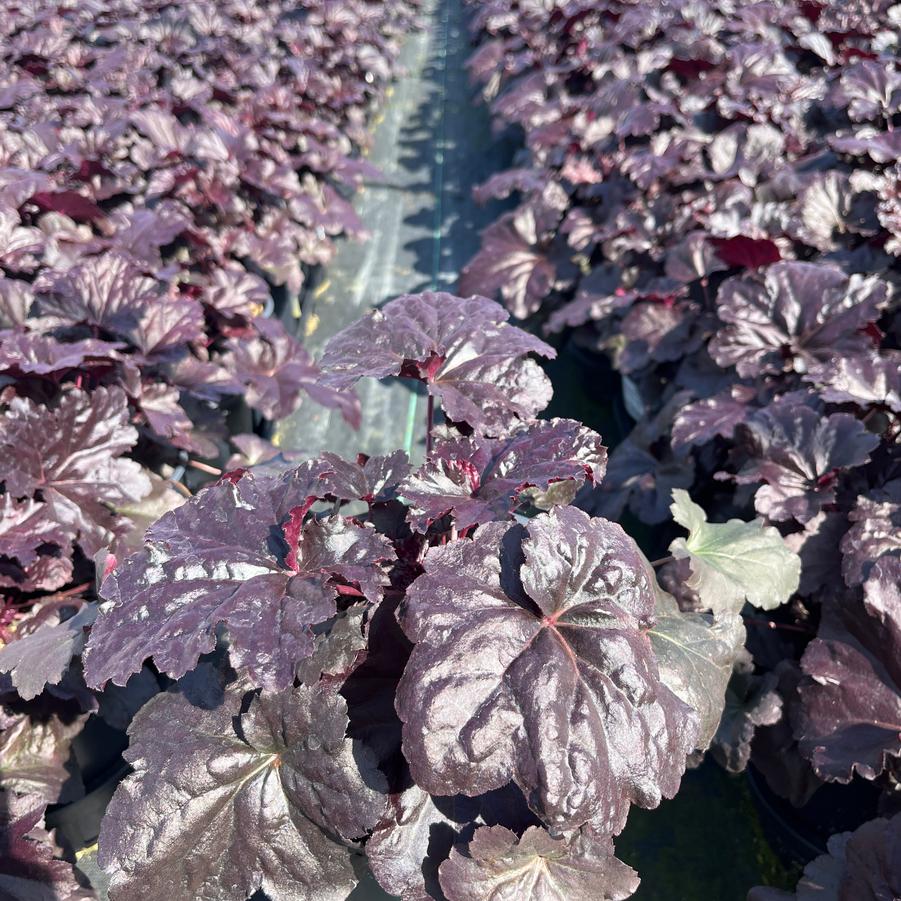 Heuchera Black Sea