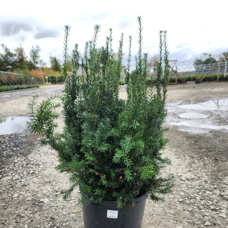 Taxus media Hicksii