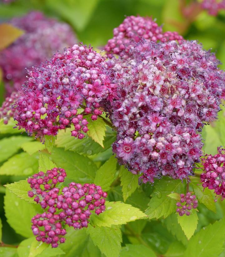 Spiraea x Double Play® Dolly™