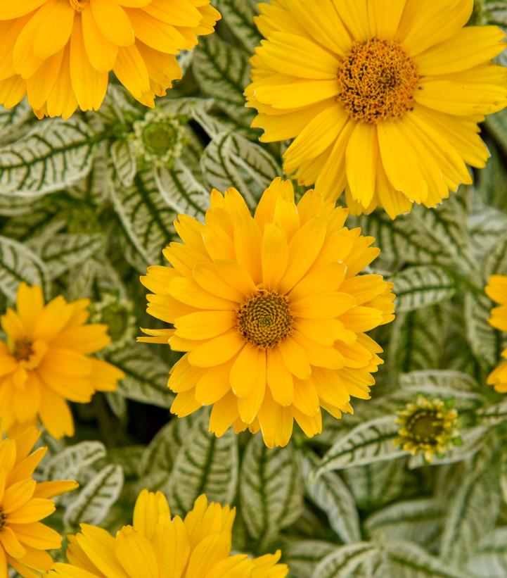 Heliopsis helianthoides 'Bit of Honey'