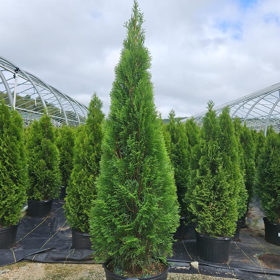 Acer palmatum 'Bloodgood'