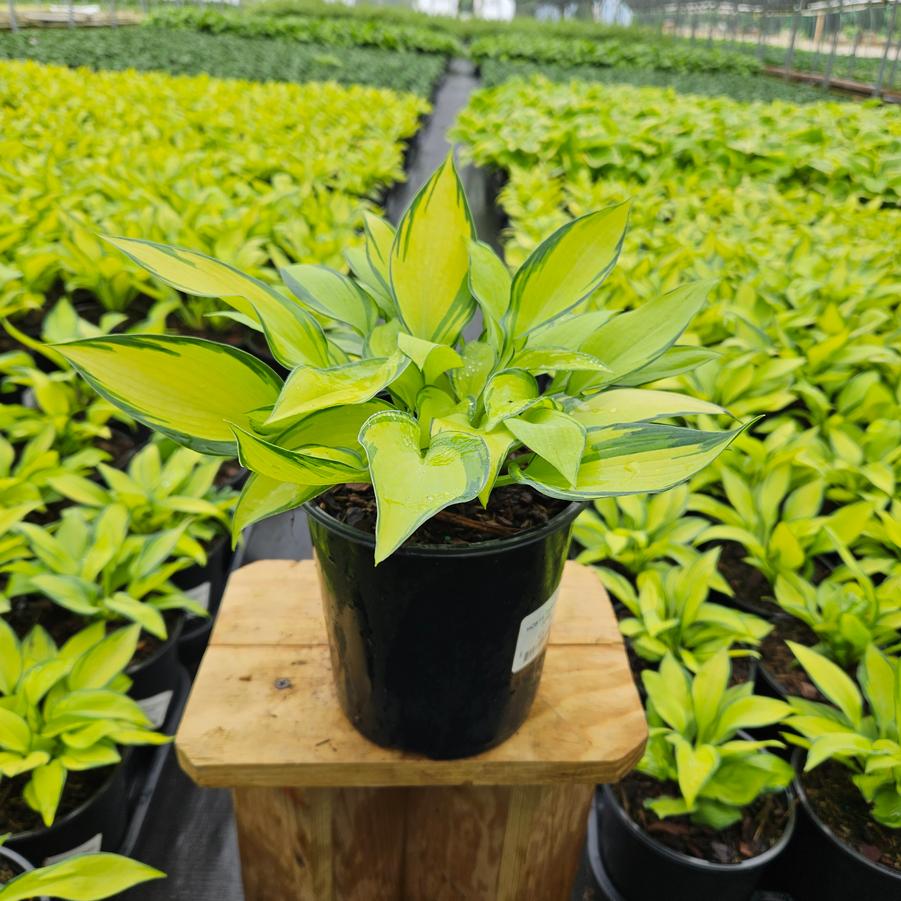 Hosta tardiana June