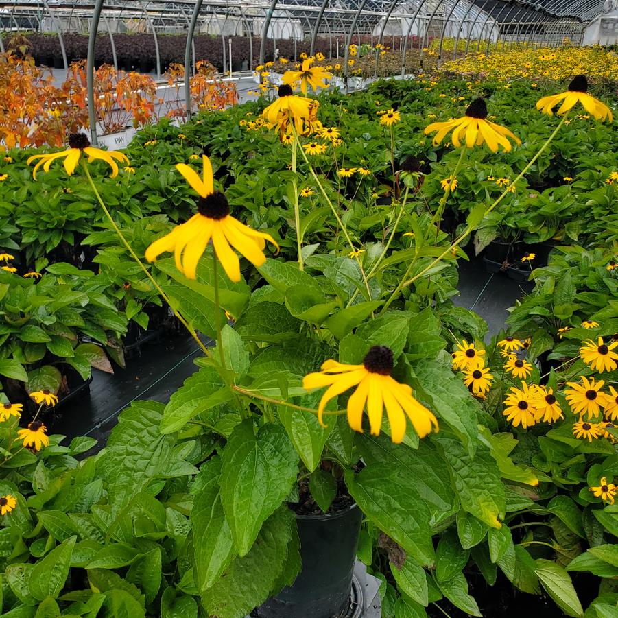 Rudbeckia fulgida var. sullivantii 'Goldsturm'