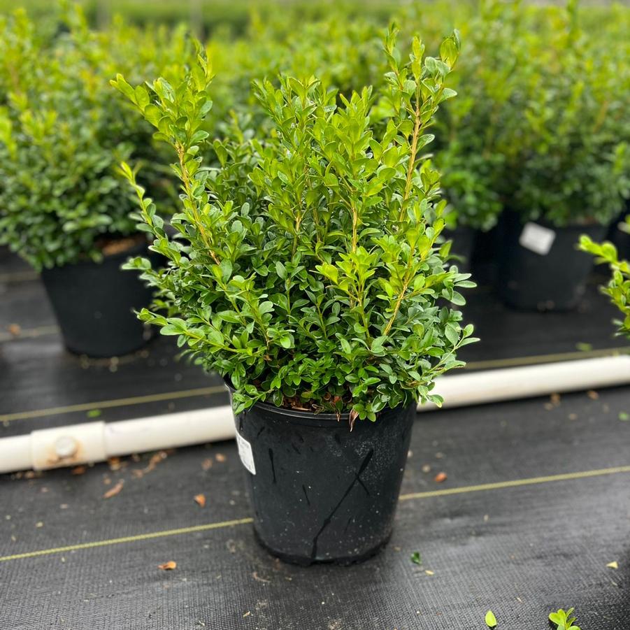 Buxus microphylla var. japonica Green Velvet