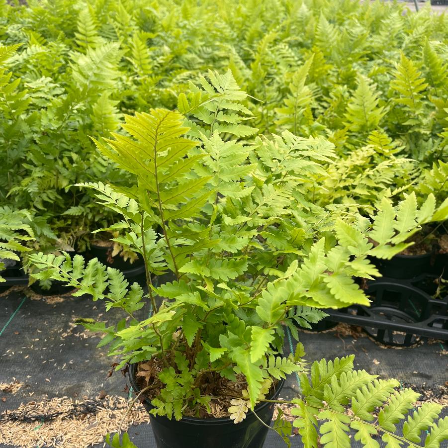 Dryopteris x australis - Dixie Wood