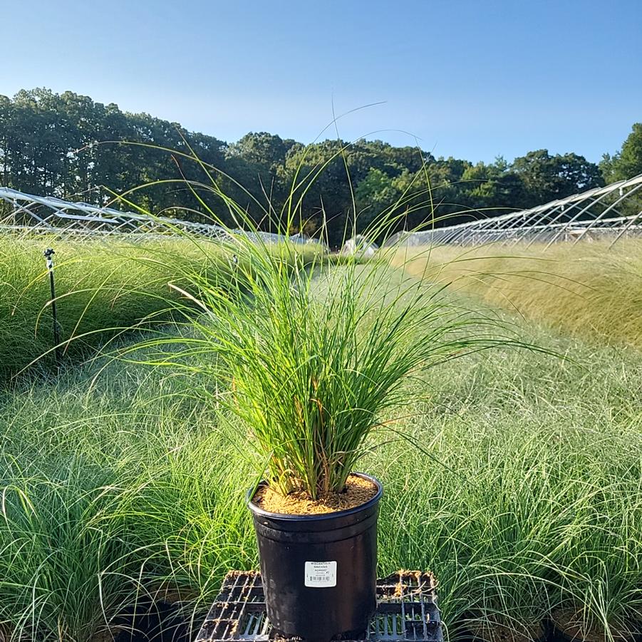 Miscanthus sinensis Adagio