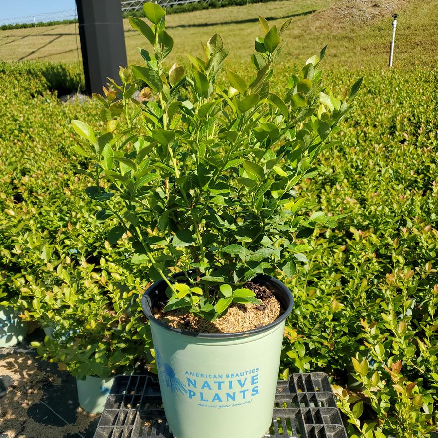 Vaccinium corymbosum 'Northland'