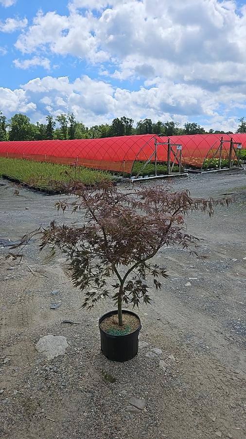 Acer palmatum dissectum 'Tamukeyama'