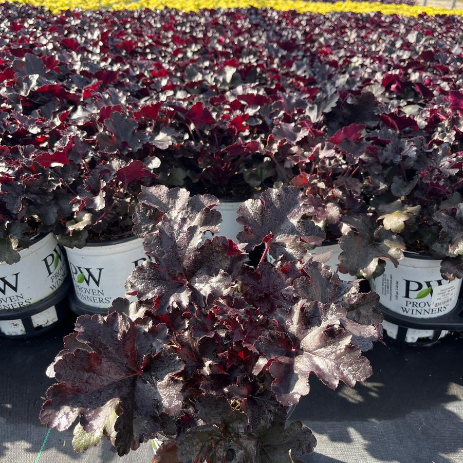 Heuchera hybrid Primo® Black Pearl