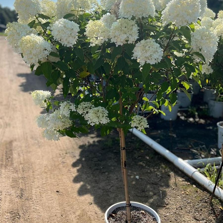 Hydrangea pan. 'Limelight'