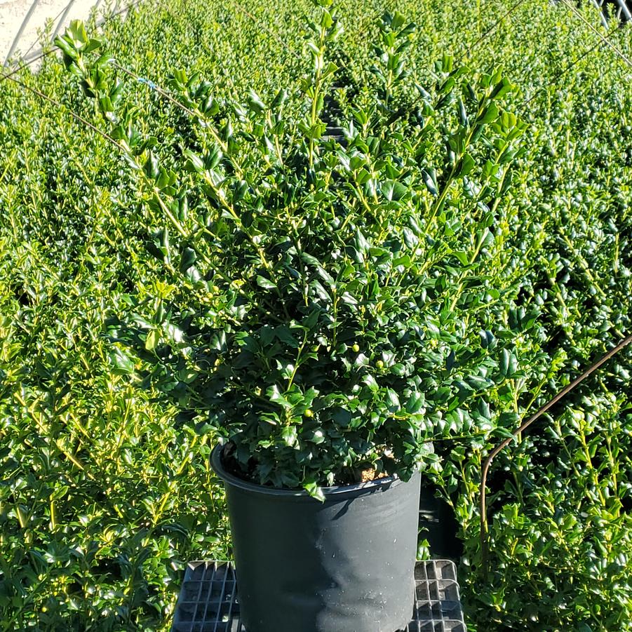 Ilex X meserveae China Girl