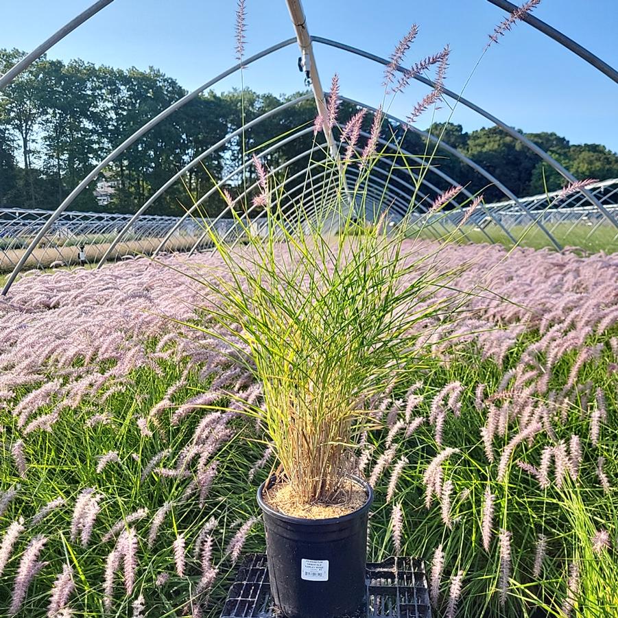 Pennisetum orientale Karley Rose