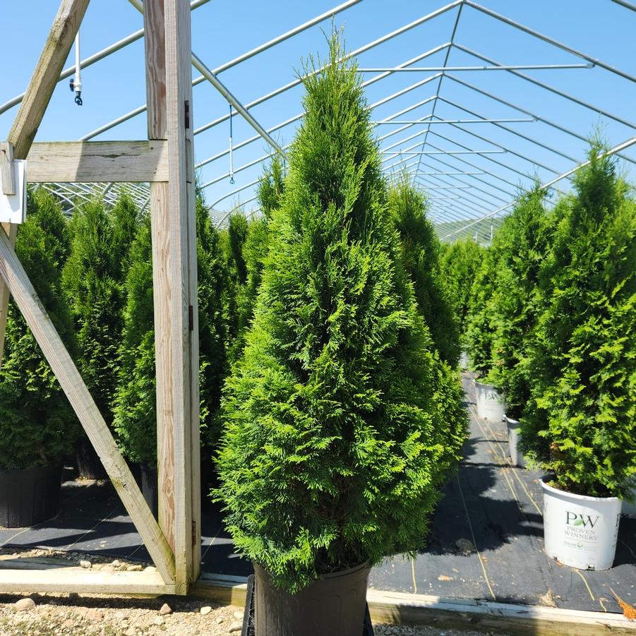 Thuja occidentalis 'Smaragd'