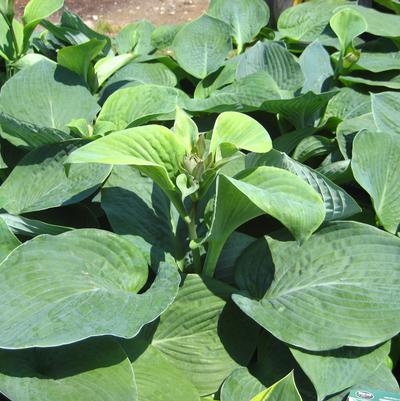 Hosta sieboldiana Elegans