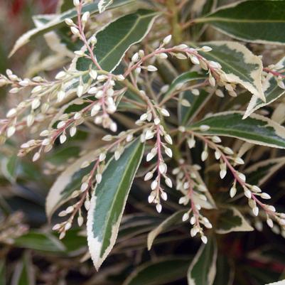 Pieris jap. Flaming Silver